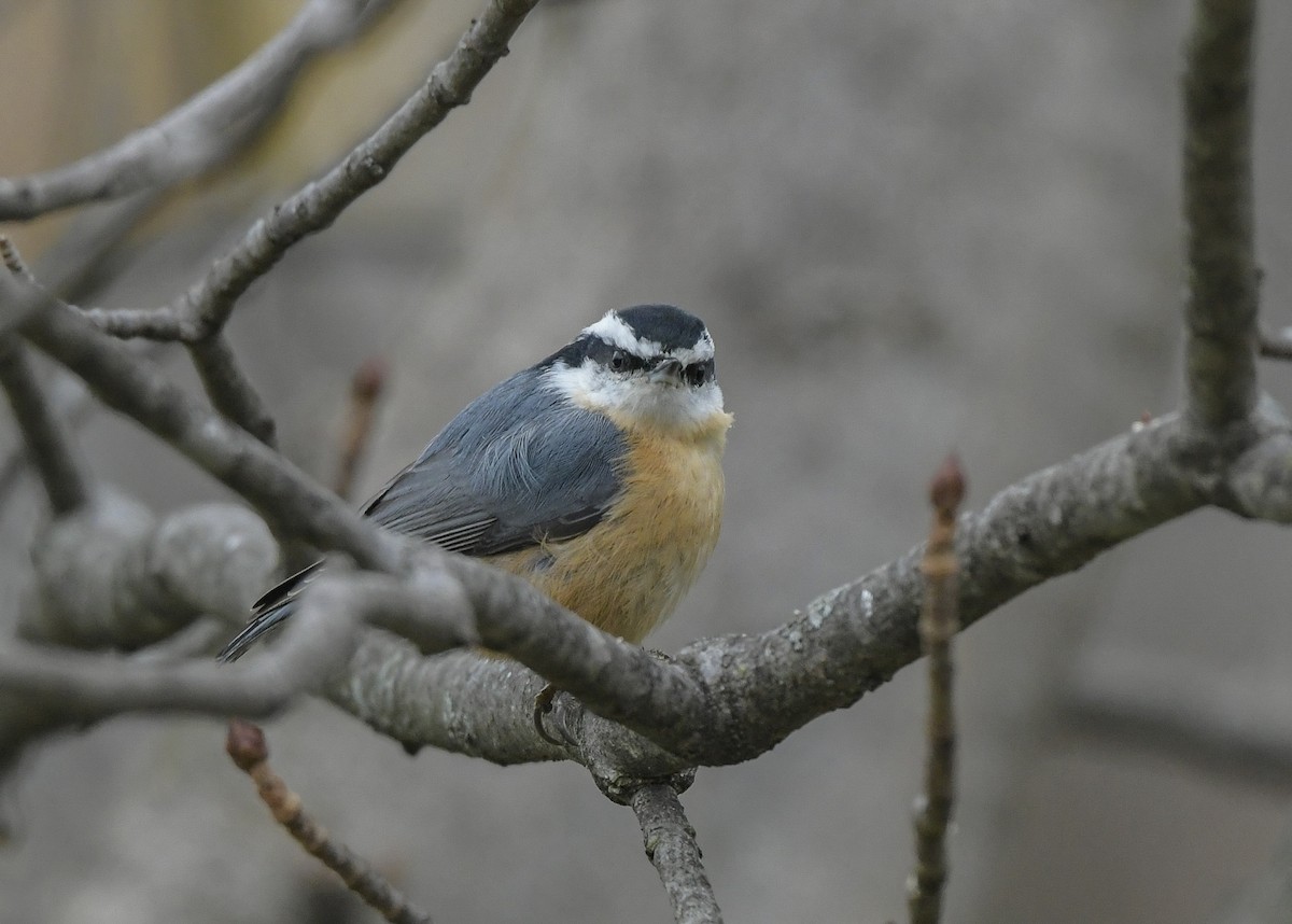 Канадский поползень - ML645947854