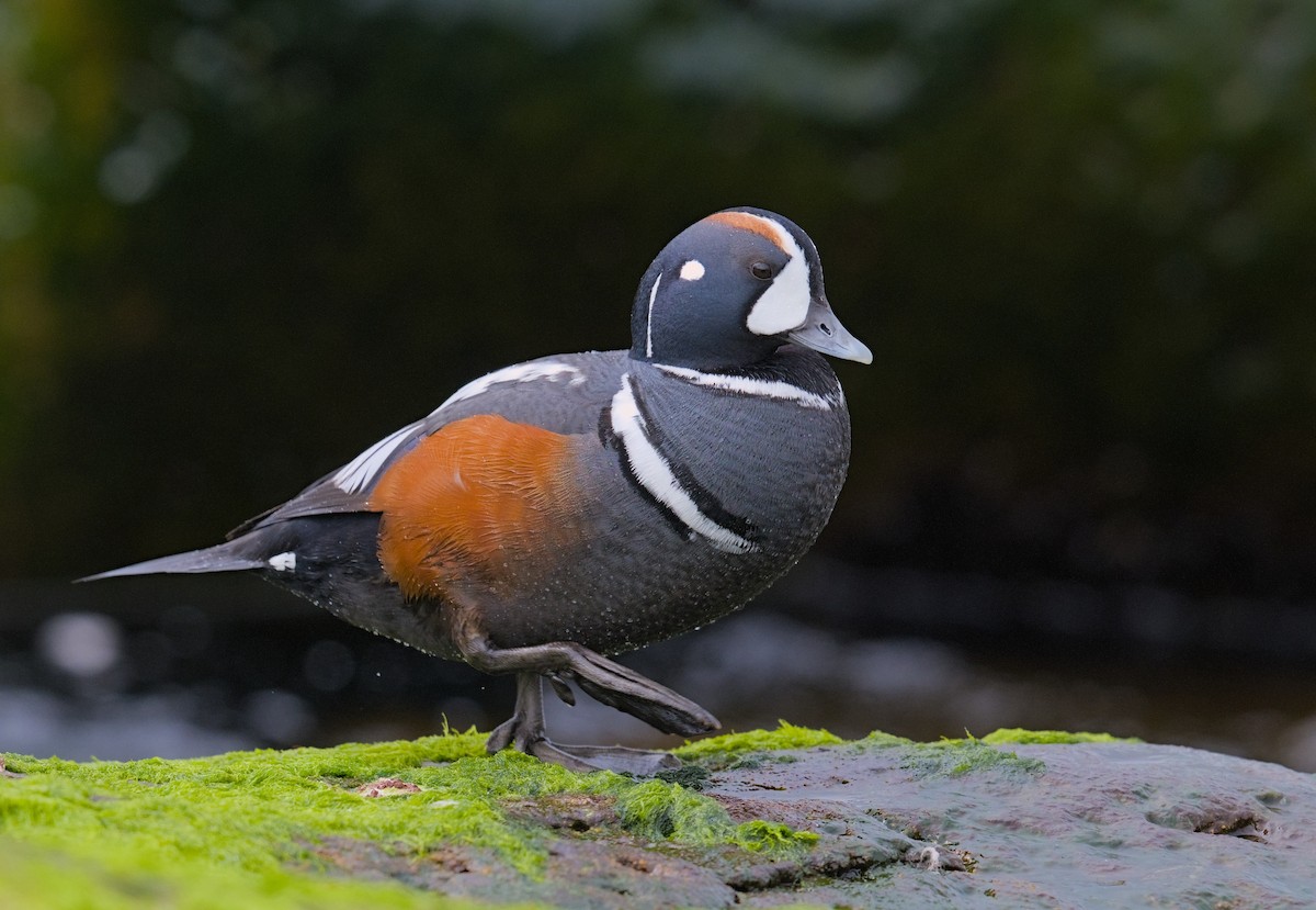 Ahate arlekina - ML645947858