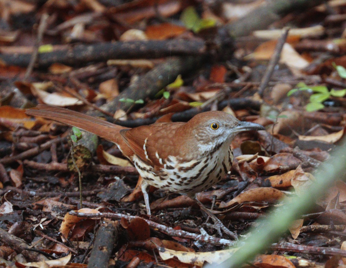 דשוש חום - ML645947869