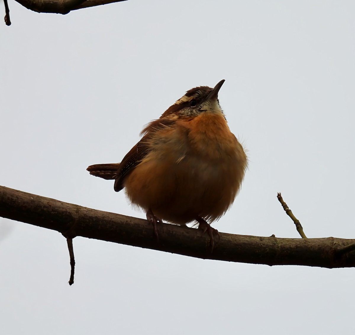 Carolina Wren - ML645947871
