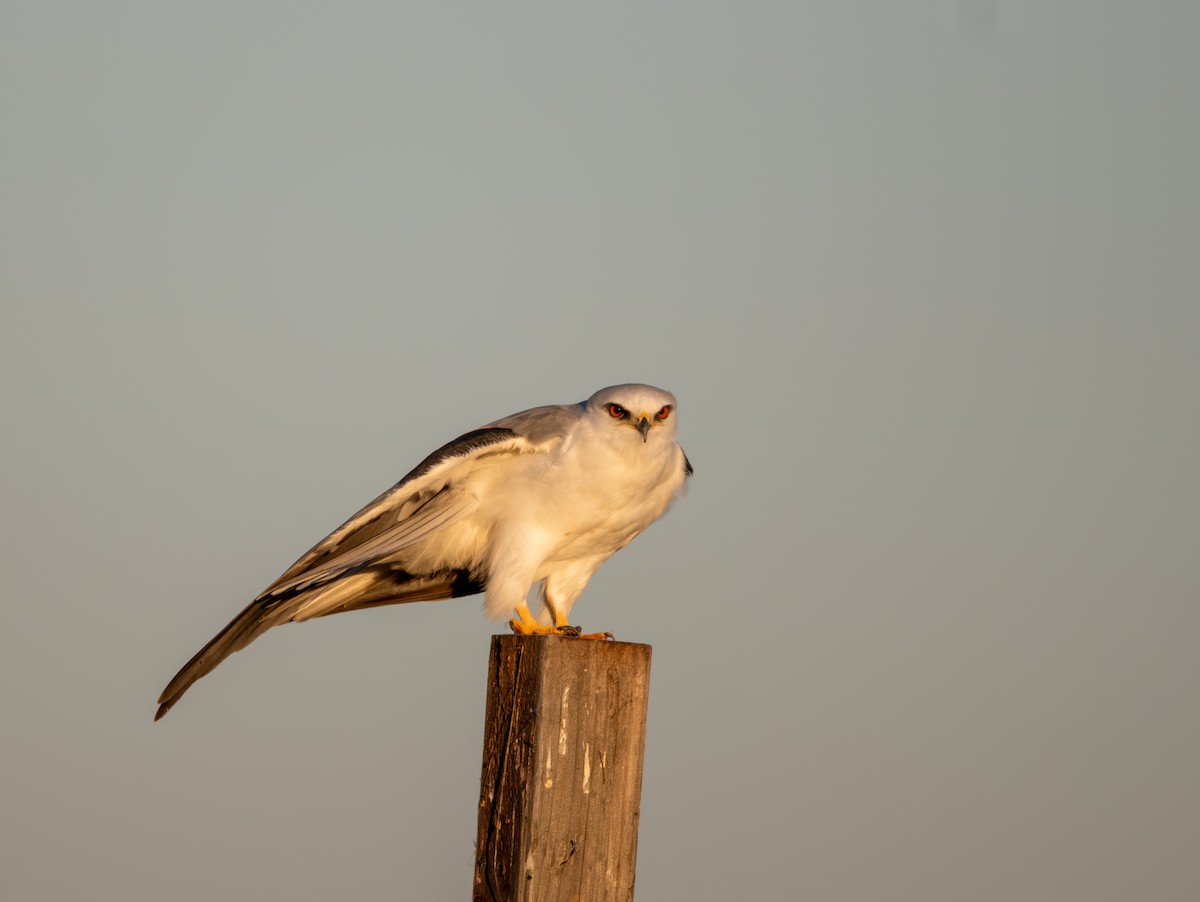 White-tailed Kite - ML645947881