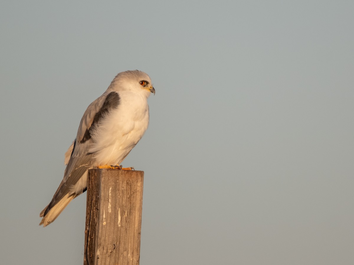 White-tailed Kite - ML645947882