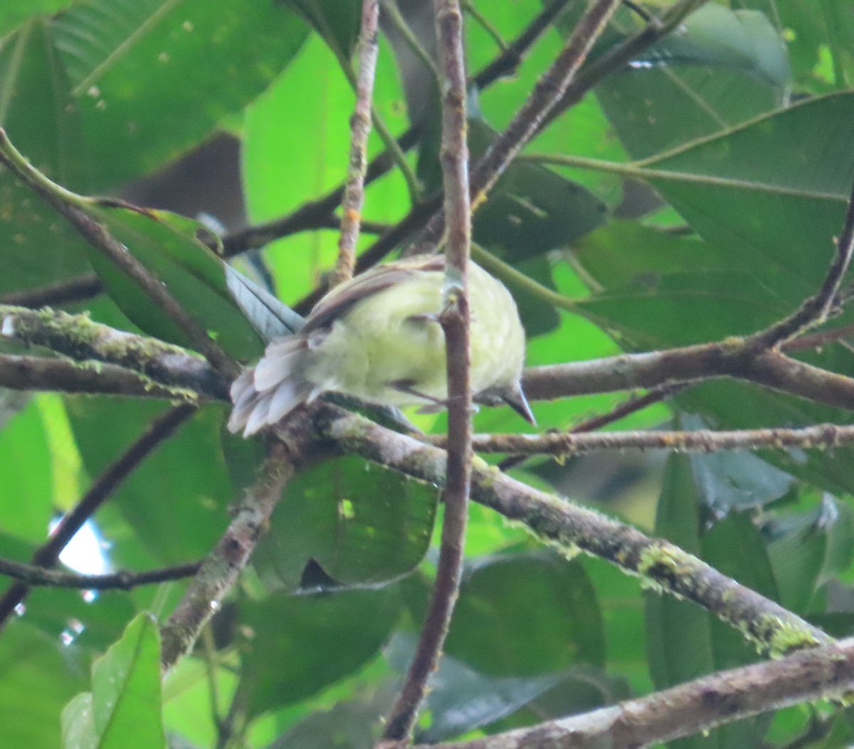Sooty-headed Tyrannulet - ML645947883