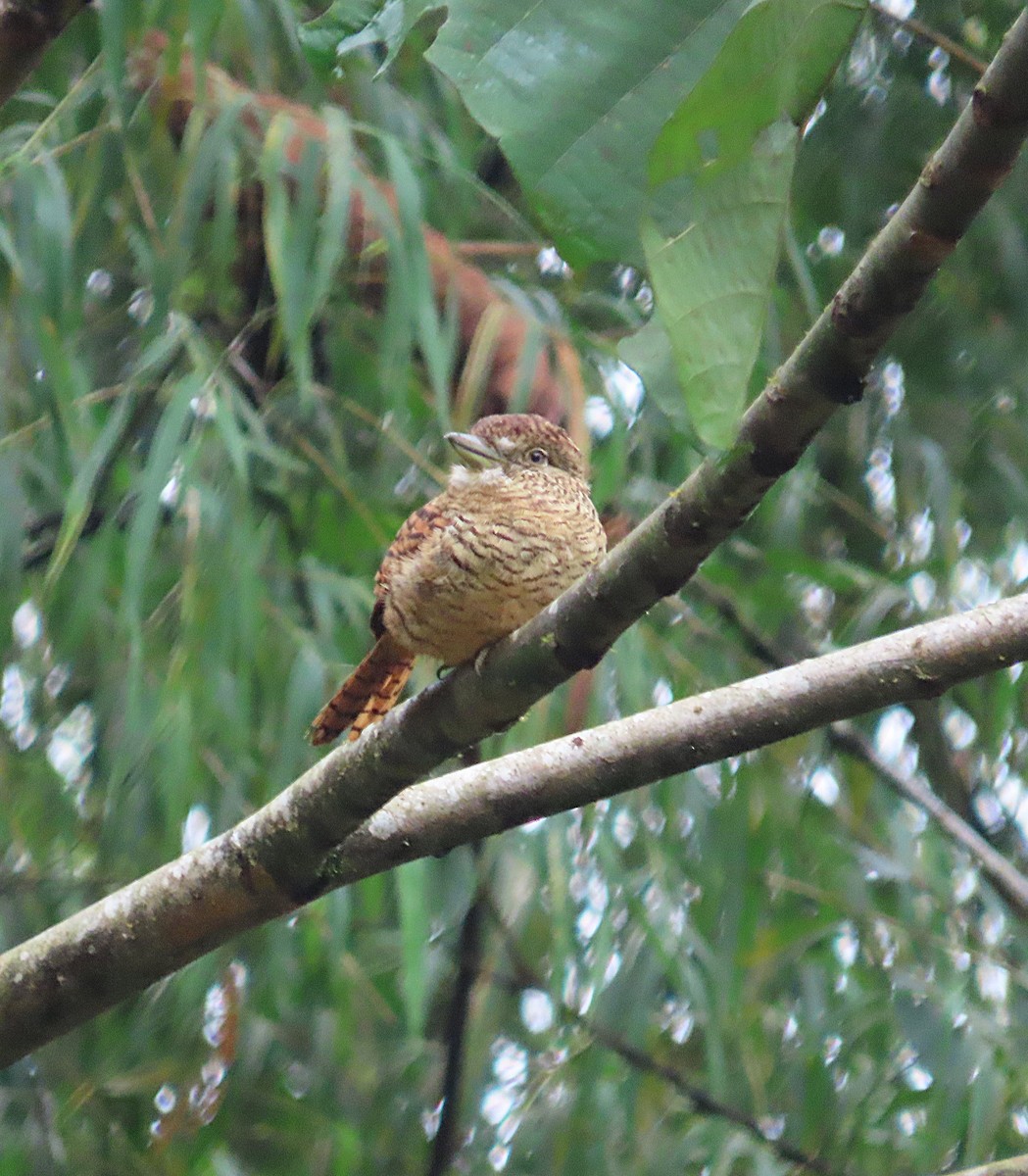 Tigerfaulvogel - ML645947890