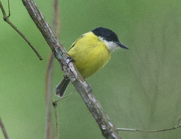 Black-headed Tody-Flycatcher - ML645947891