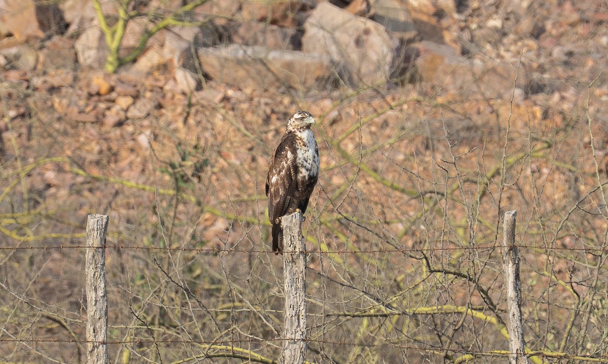 Black-chested Buzzard-Eagle - ML645947892