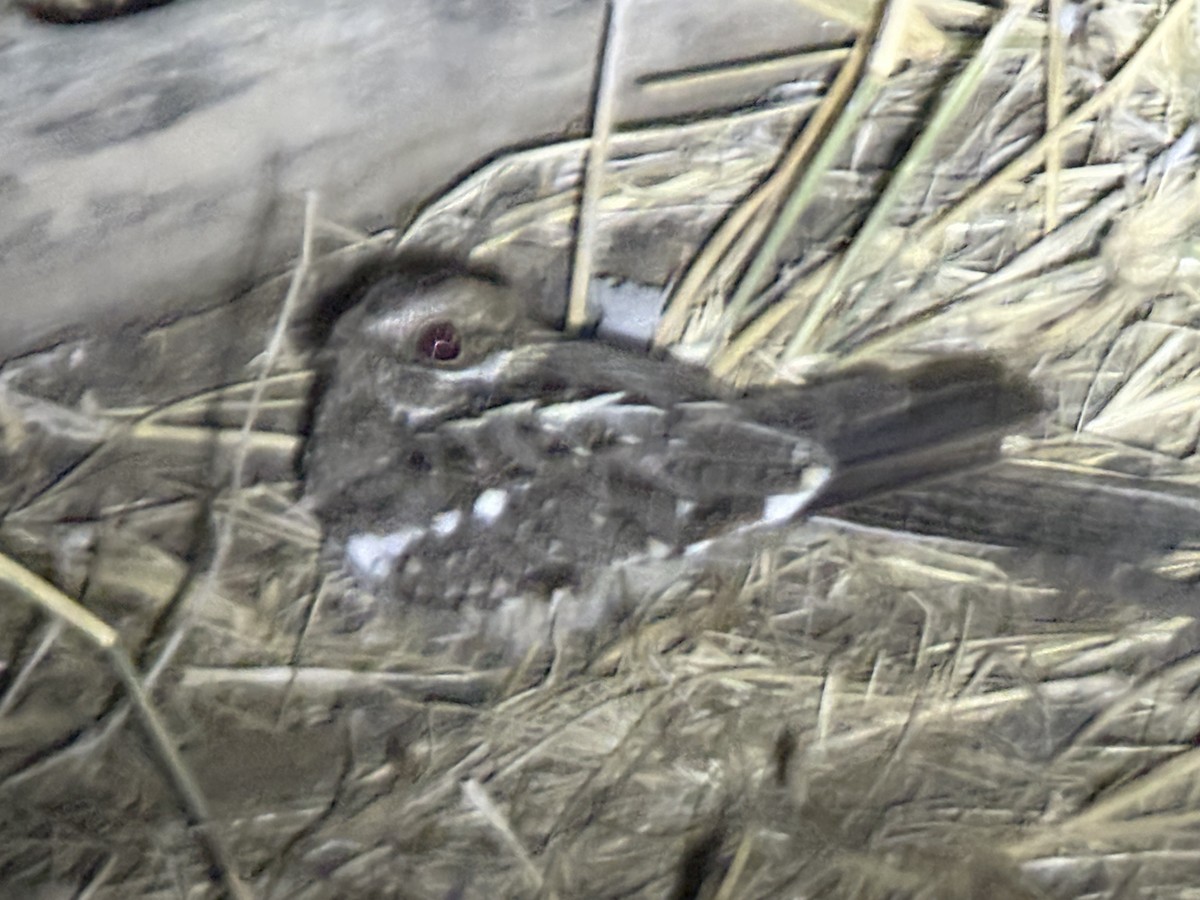 Square-tailed Nightjar - ML645947893