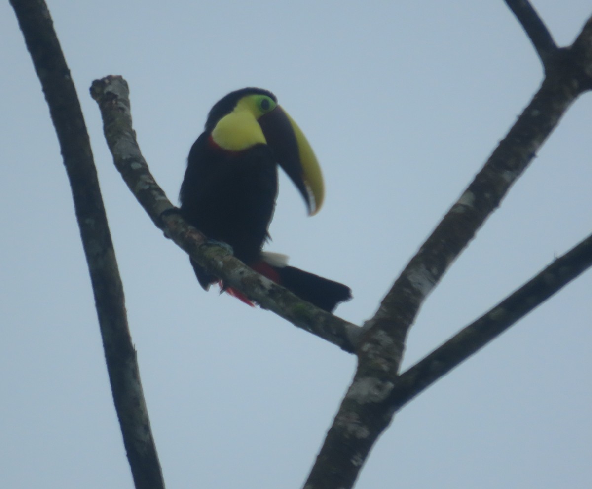 Yellow-throated Toucan - ML645947896