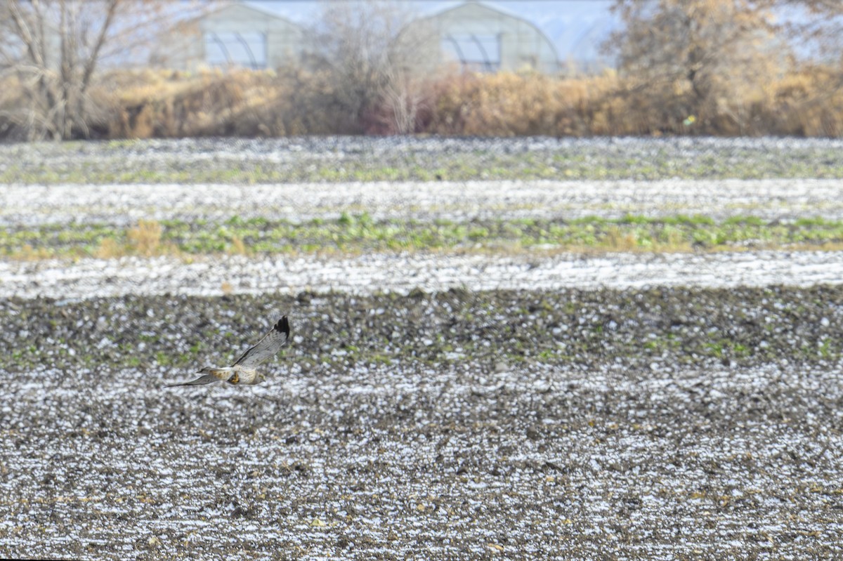 Northern Harrier - ML645947897