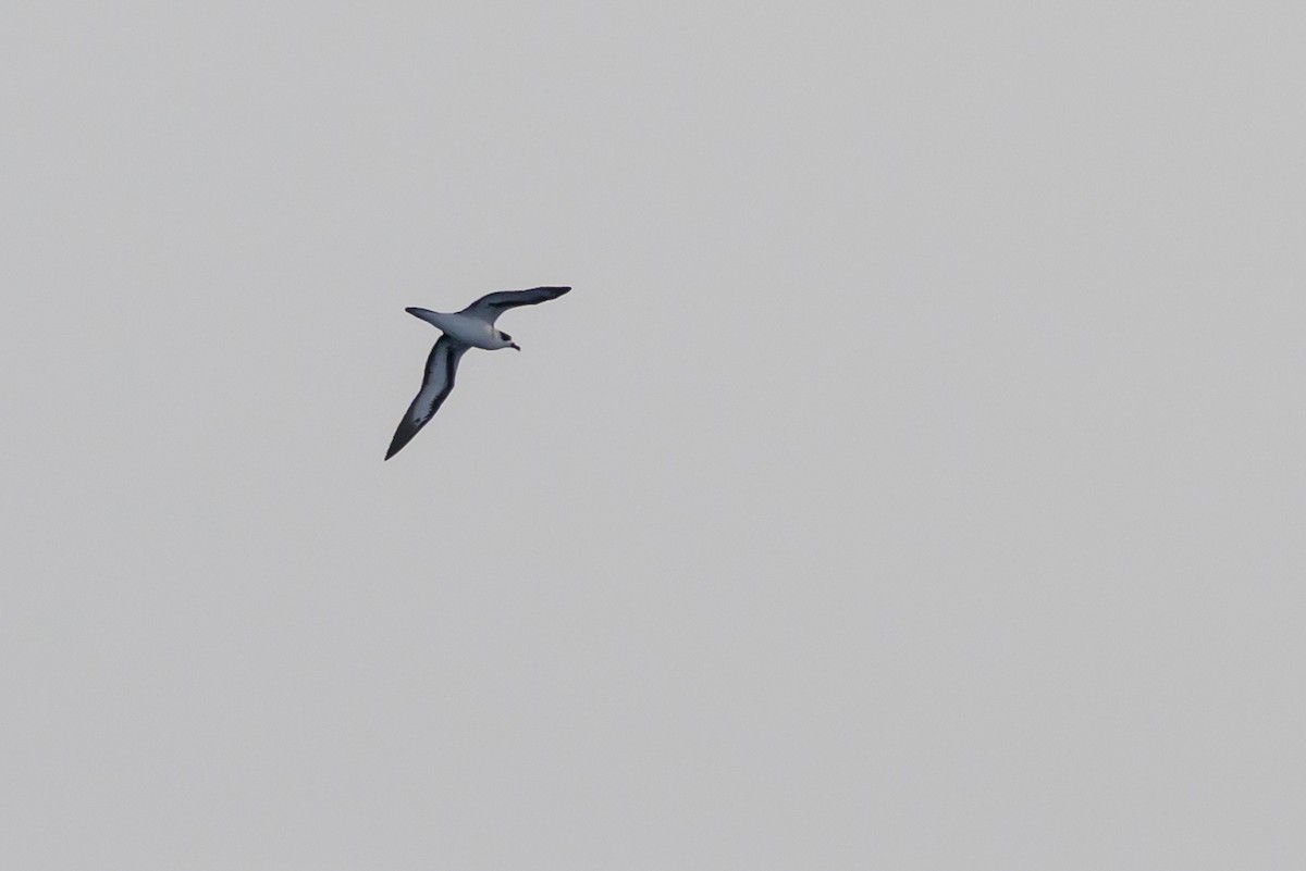 Black-capped Petrel - ML645947900