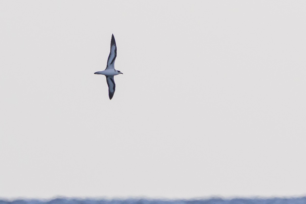 Black-capped Petrel - ML645947901