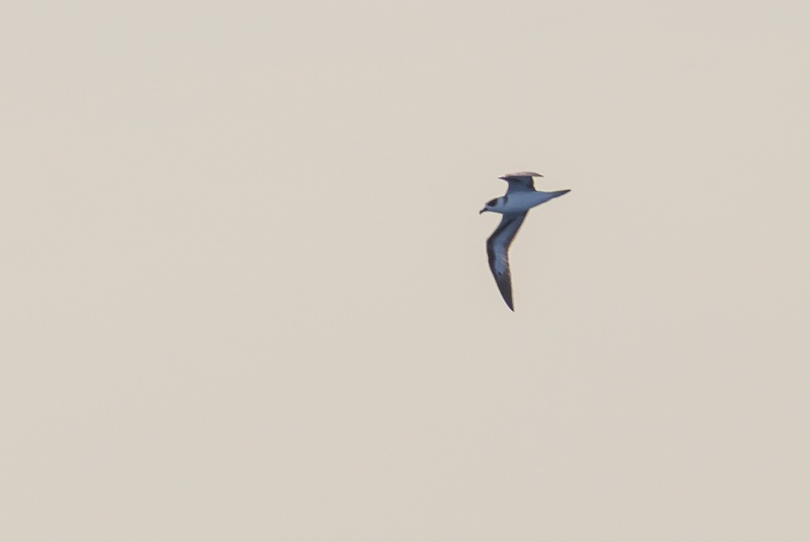 Black-capped Petrel - ML645947902