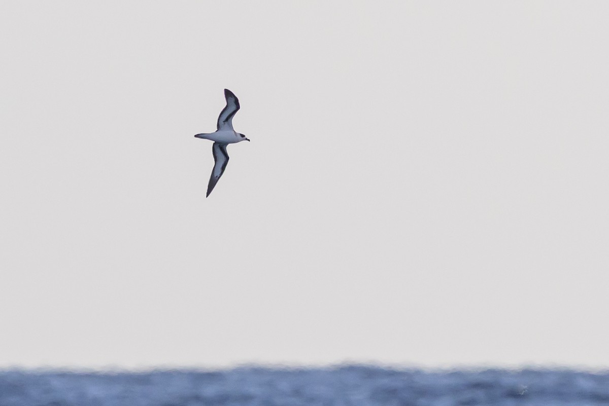 Black-capped Petrel - ML645947903