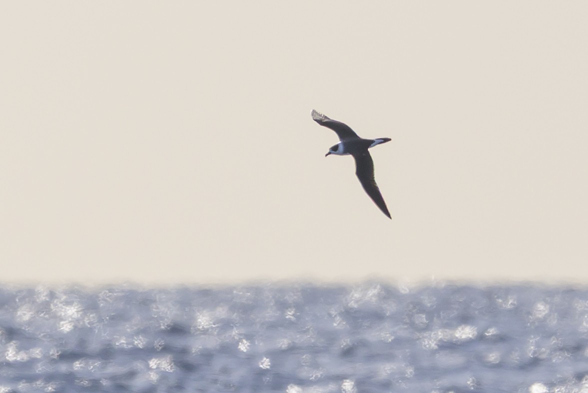 Black-capped Petrel - ML645947904