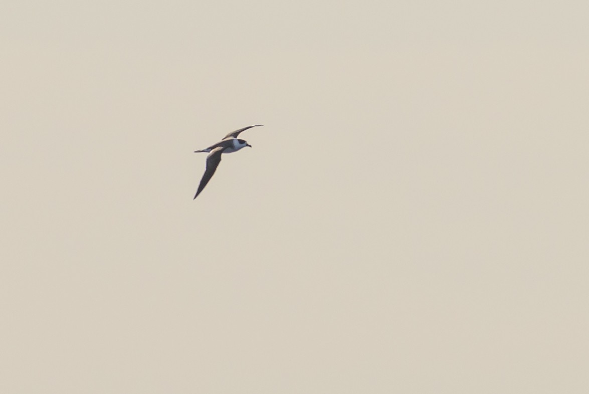 Black-capped Petrel - ML645947905