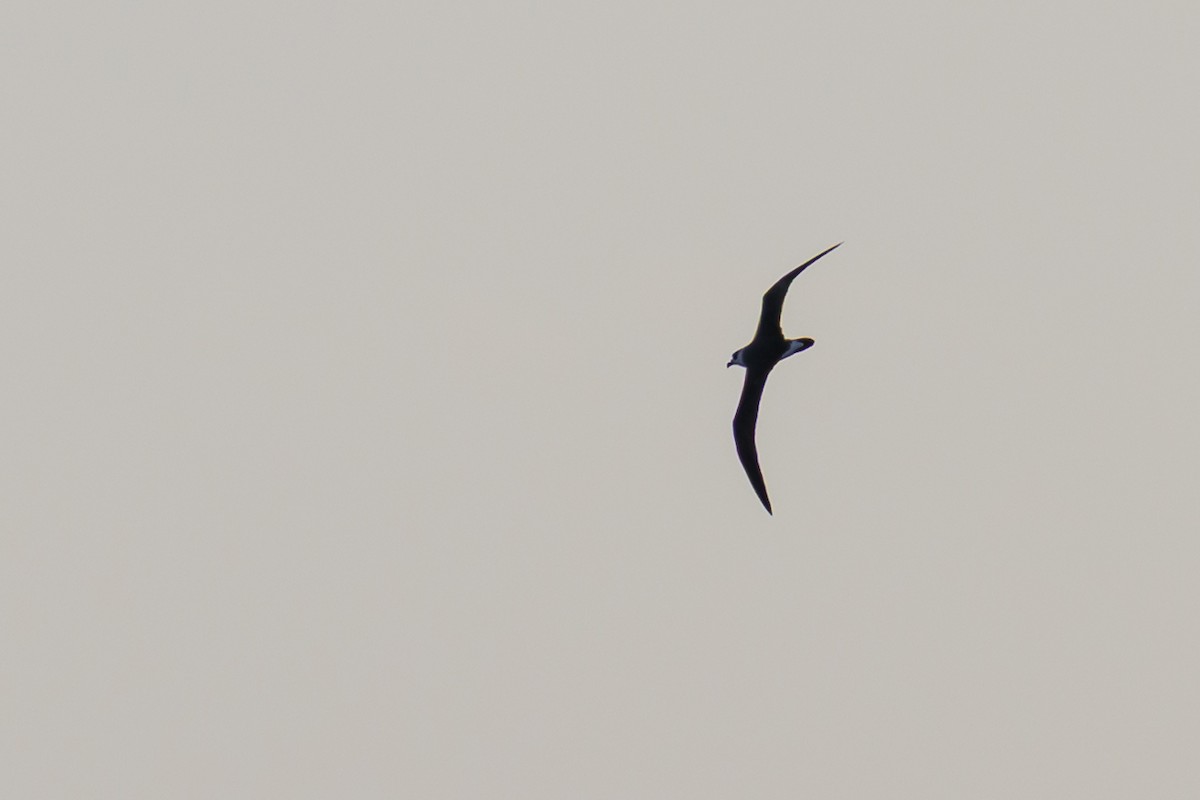 Black-capped Petrel - ML645947906