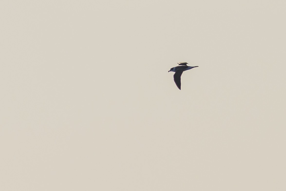Black-capped Petrel - ML645947907