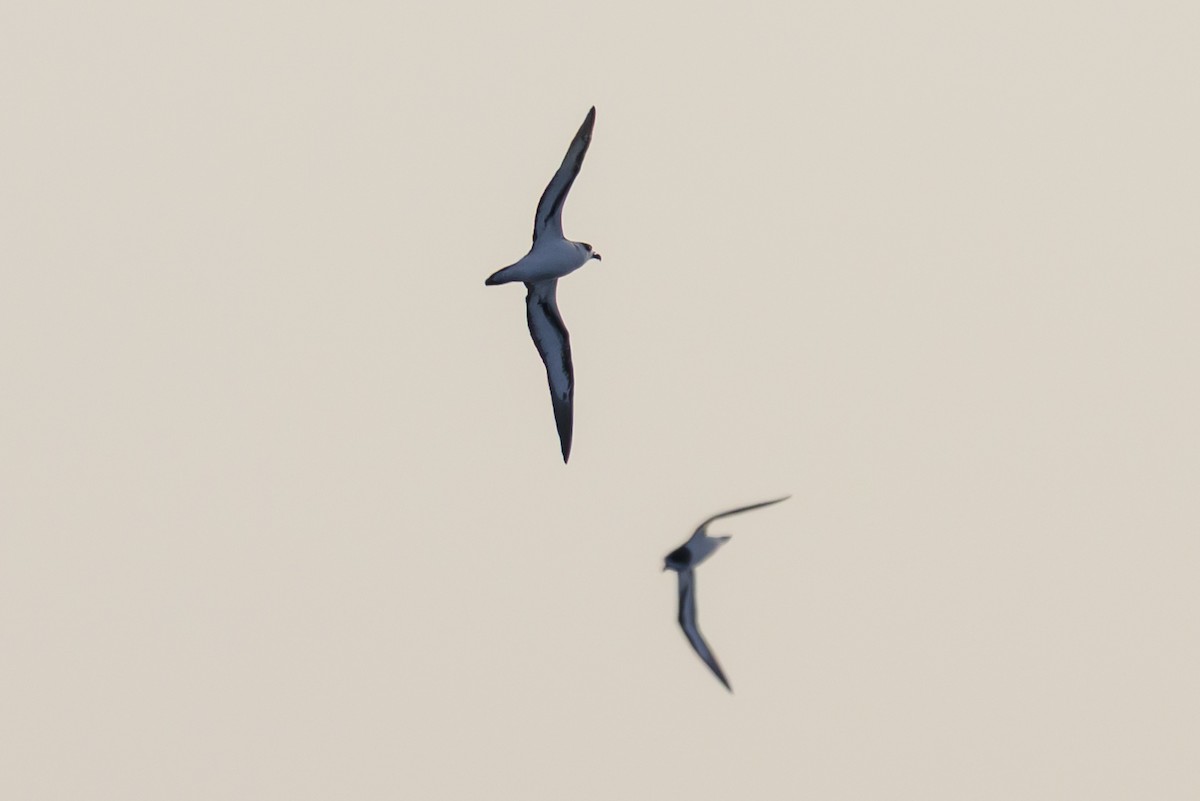 Black-capped Petrel - ML645947908