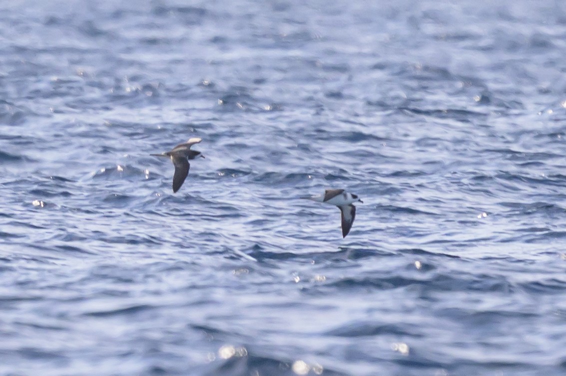 Black-capped Petrel - ML645947909