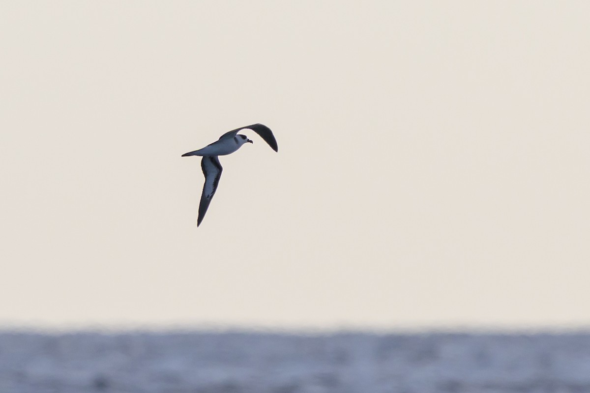 Black-capped Petrel - ML645947910
