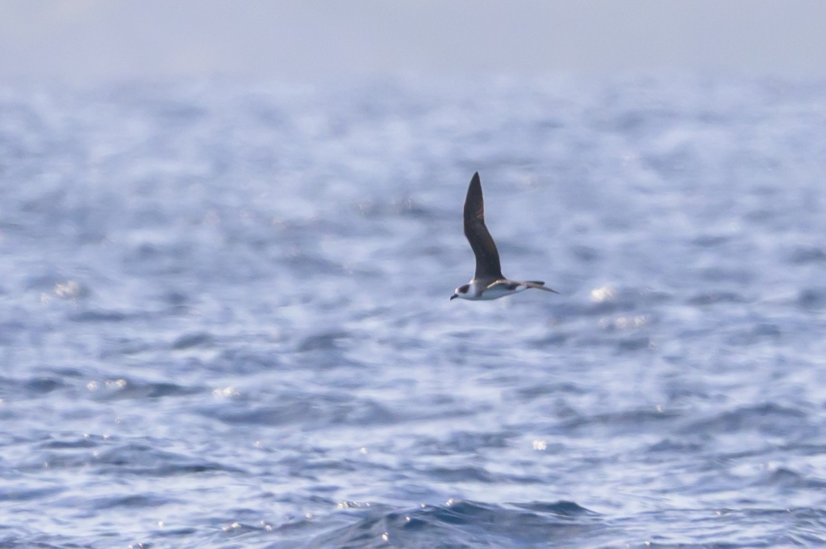 Black-capped Petrel - ML645947911