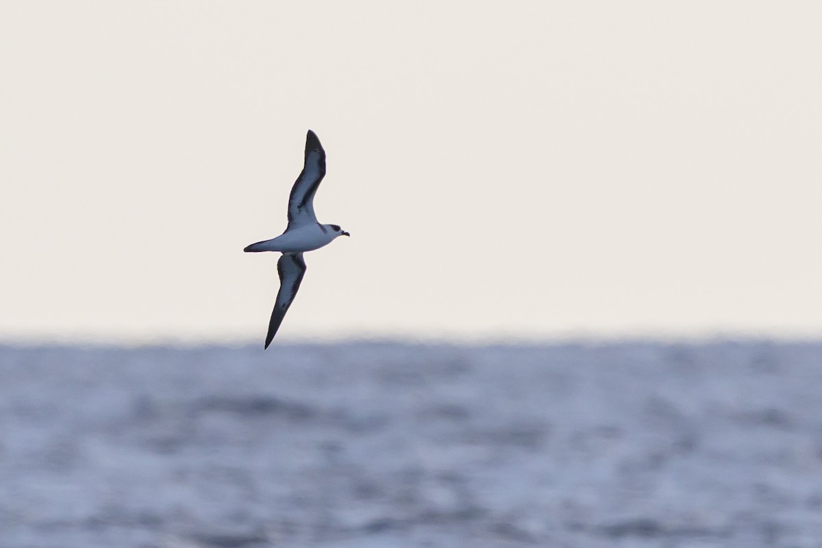 Black-capped Petrel - ML645947912