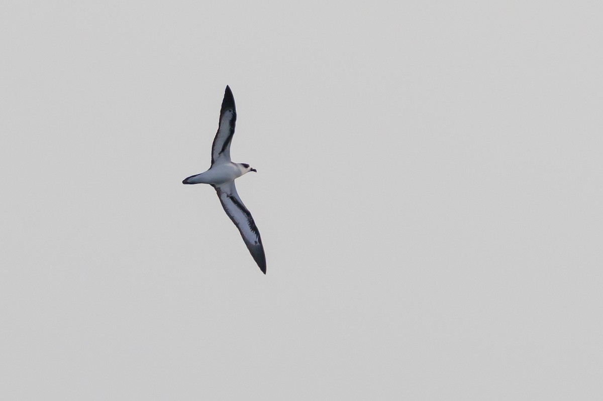 Black-capped Petrel - ML645947913