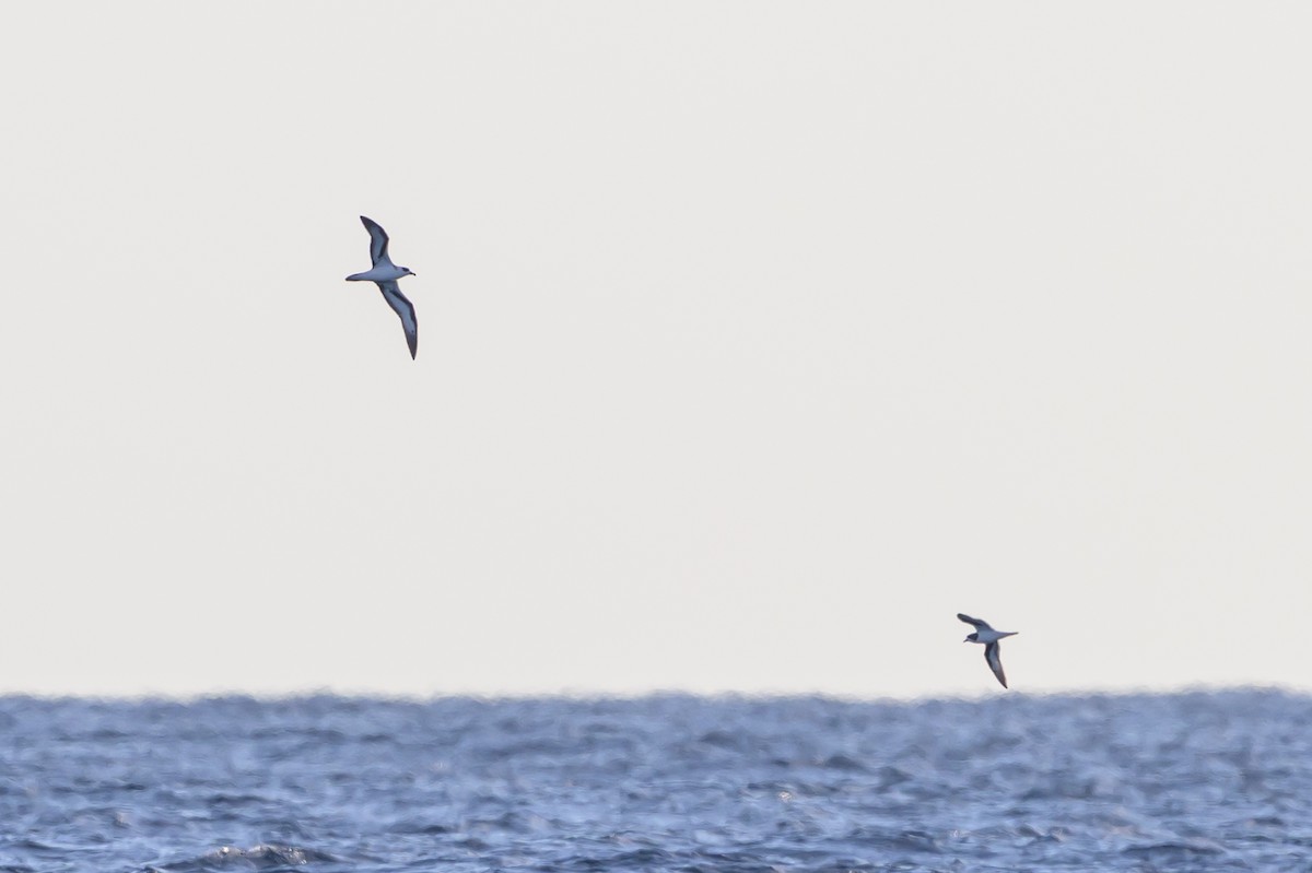 Black-capped Petrel - ML645947914
