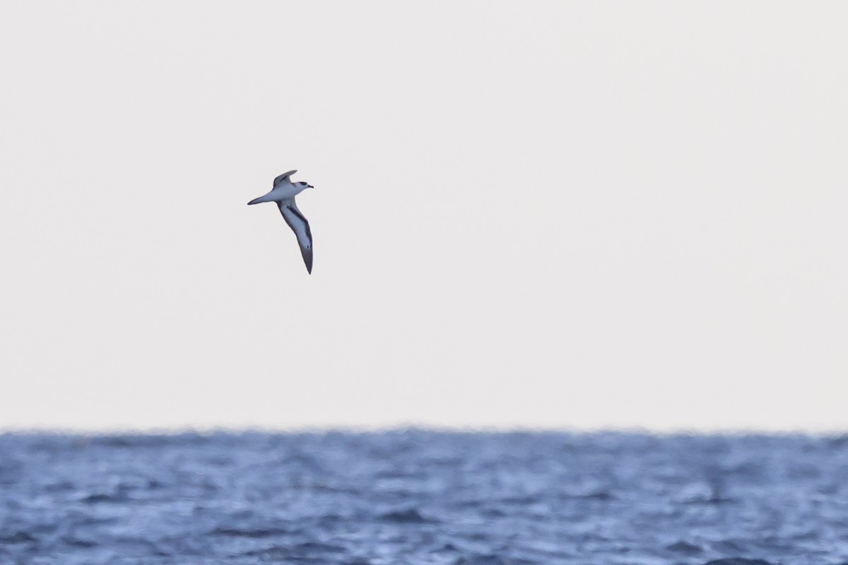 Black-capped Petrel - ML645947915