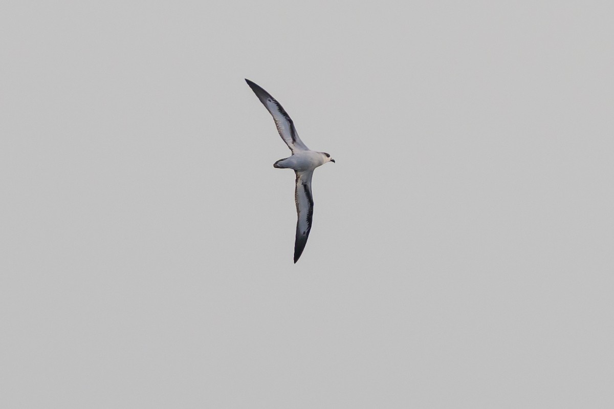 Black-capped Petrel - ML645947916