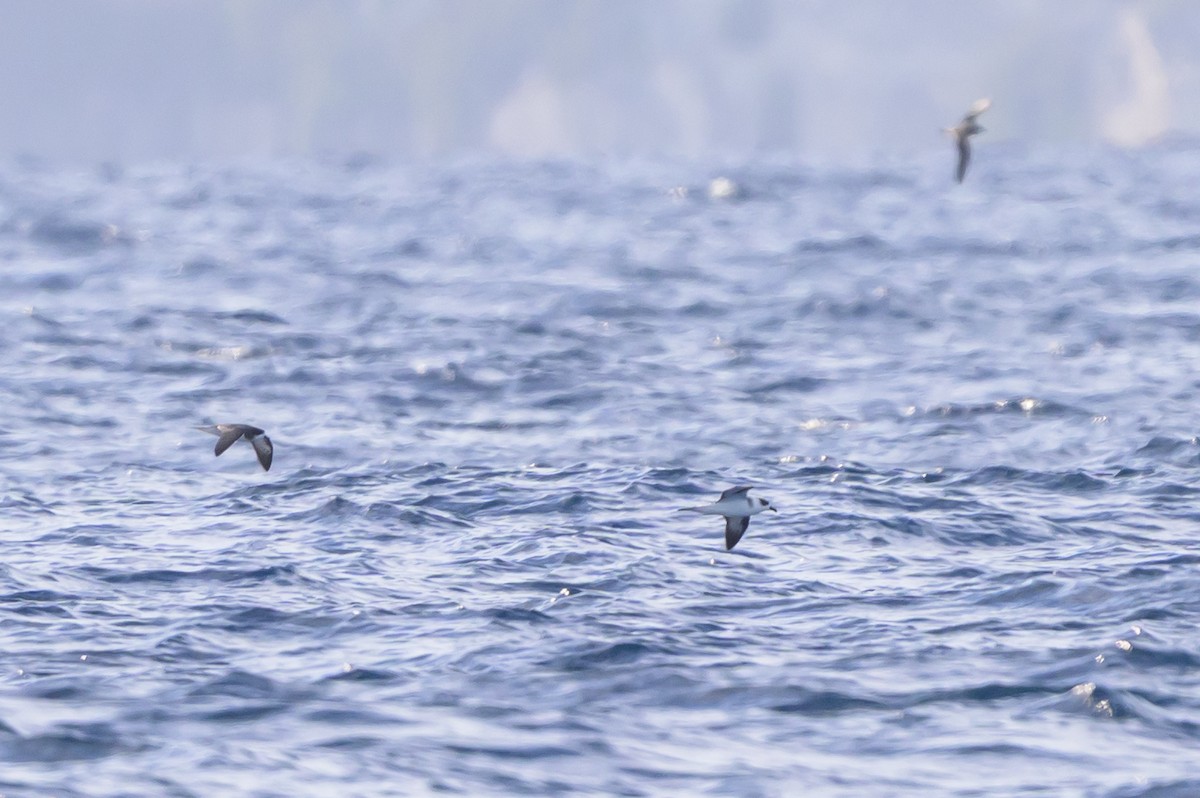 Black-capped Petrel - ML645947917