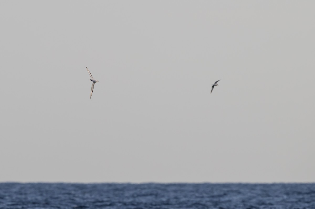 Black-capped Petrel - ML645947918