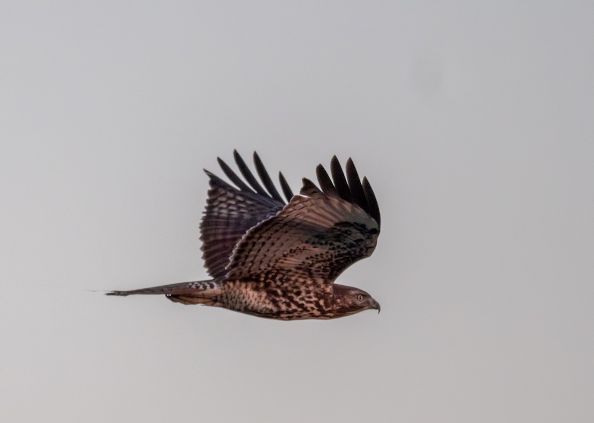 Red-tailed Hawk - ML645947919