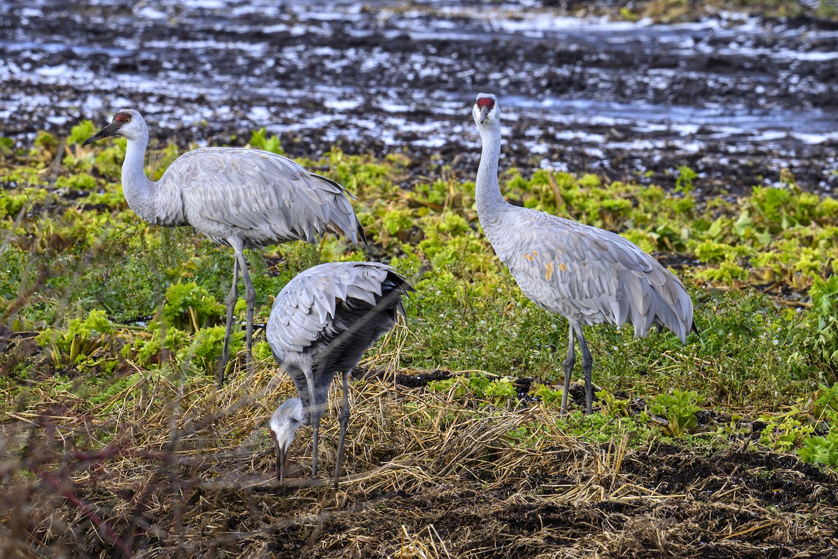 沙丘鶴 - ML645947920