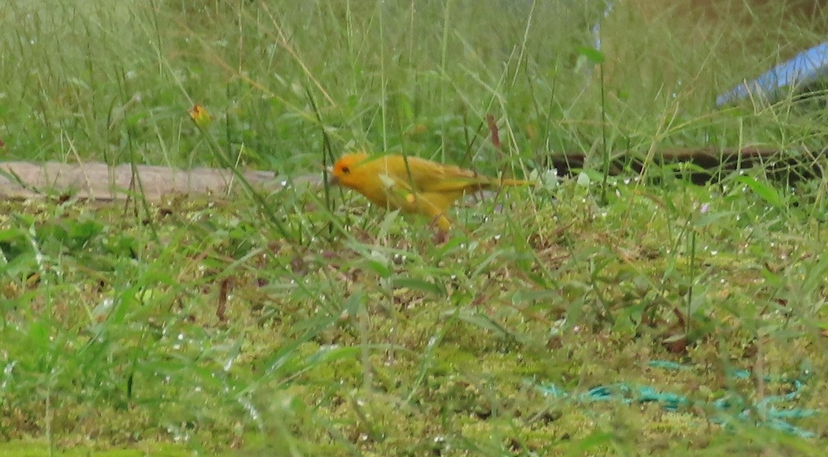 橙黃雀鵐 - ML645947921