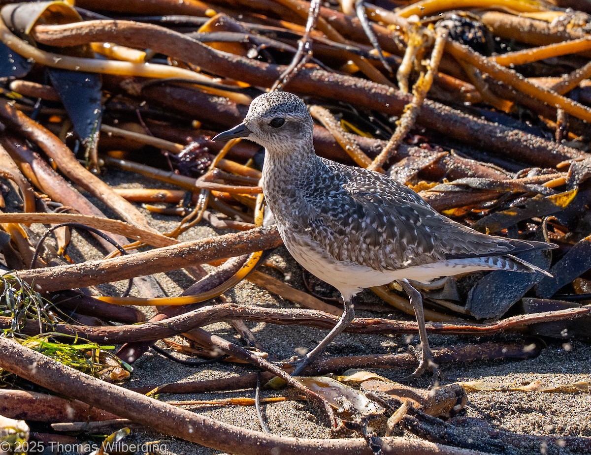 灰斑鴴 - ML645947922