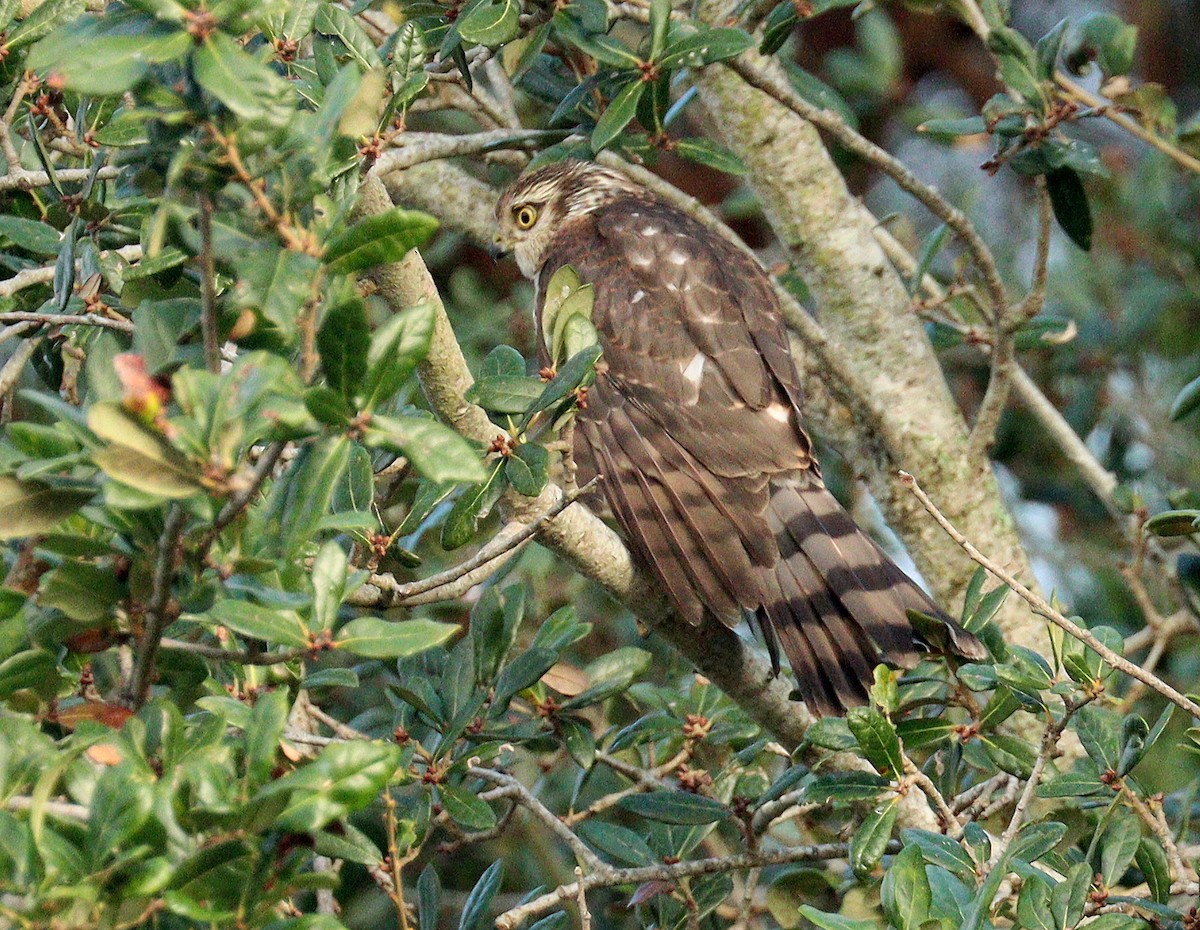 Sharp-shinned Hawk - ML645947923