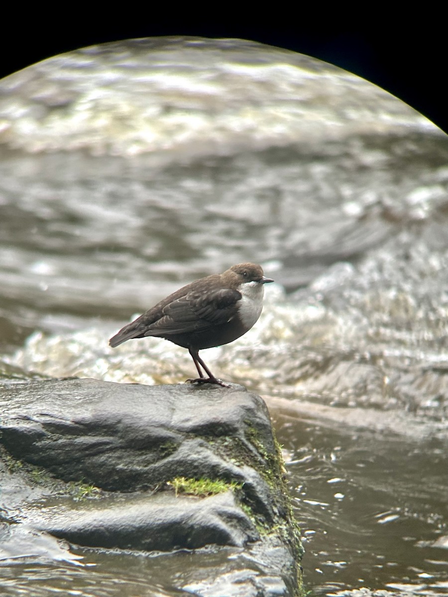 Пронурок біловолий - ML645947937