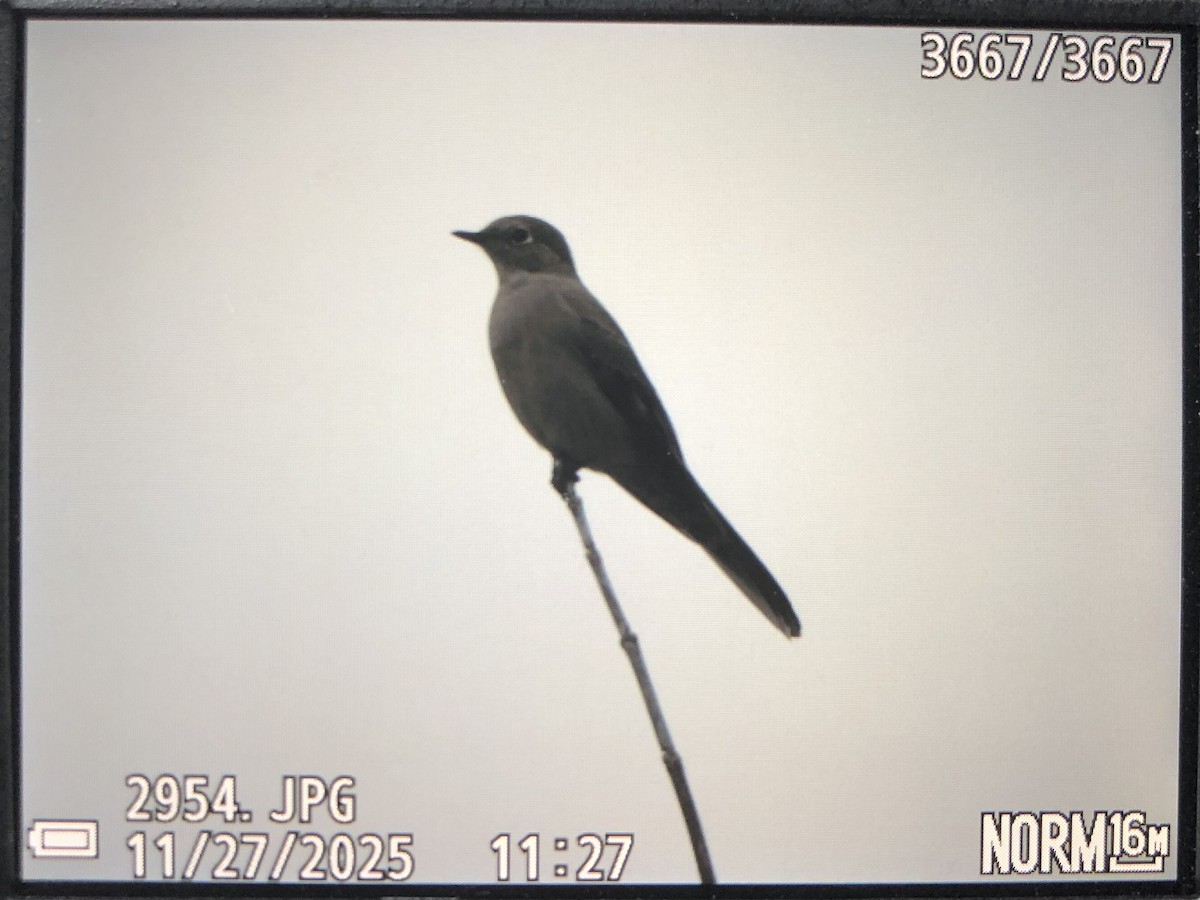 Townsend's Solitaire - ML645947954