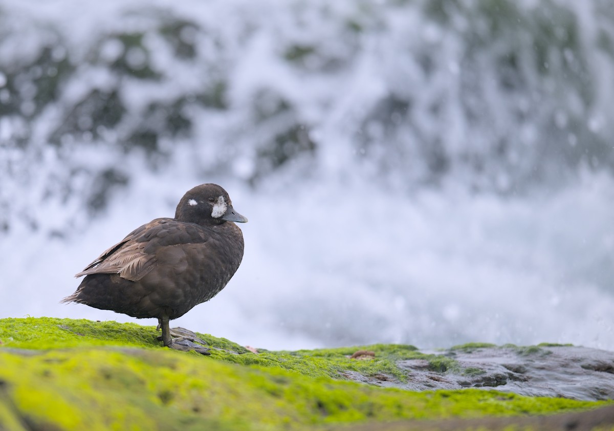 Ahate arlekina - ML645947960