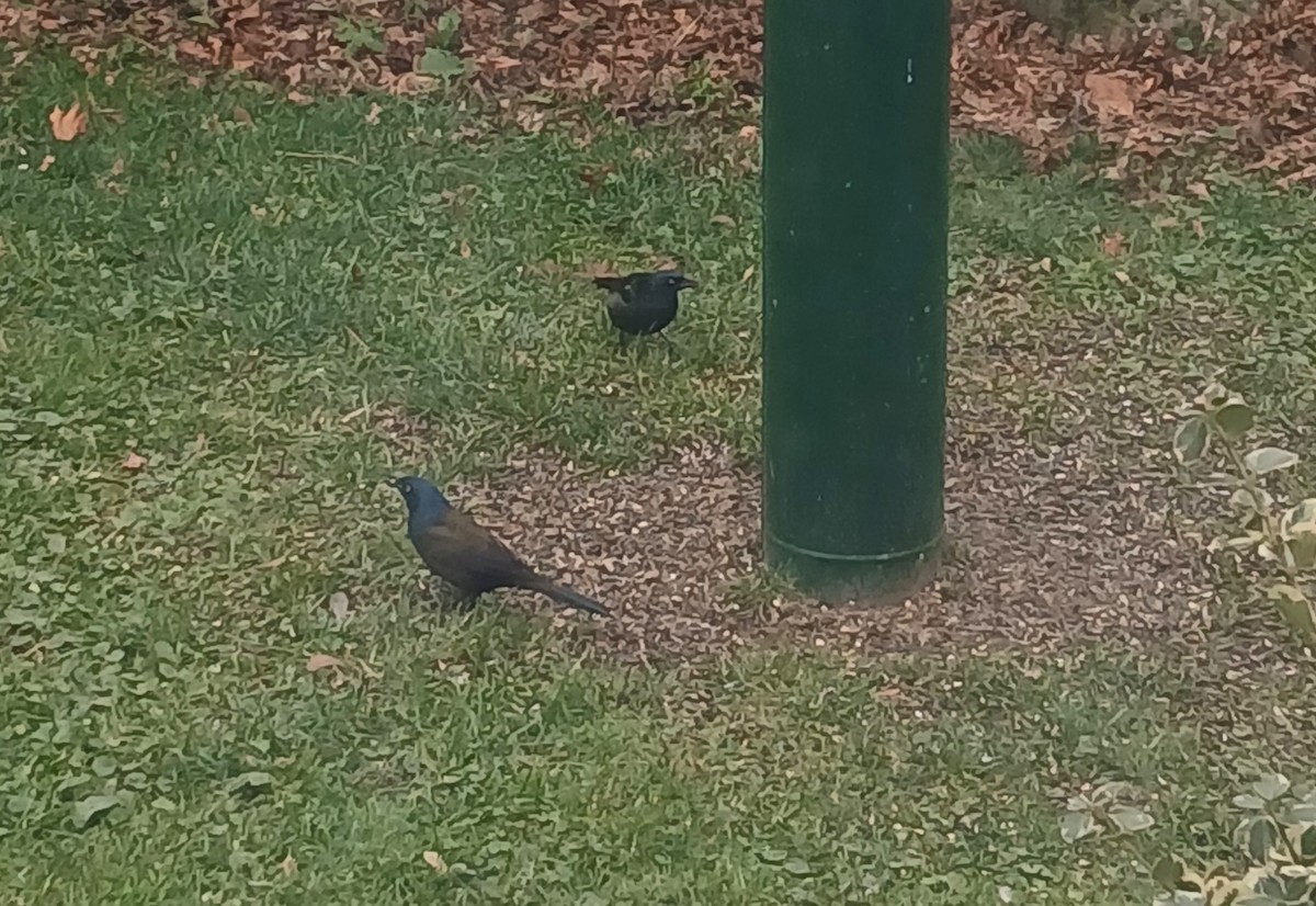 Common Grackle - ML645947962