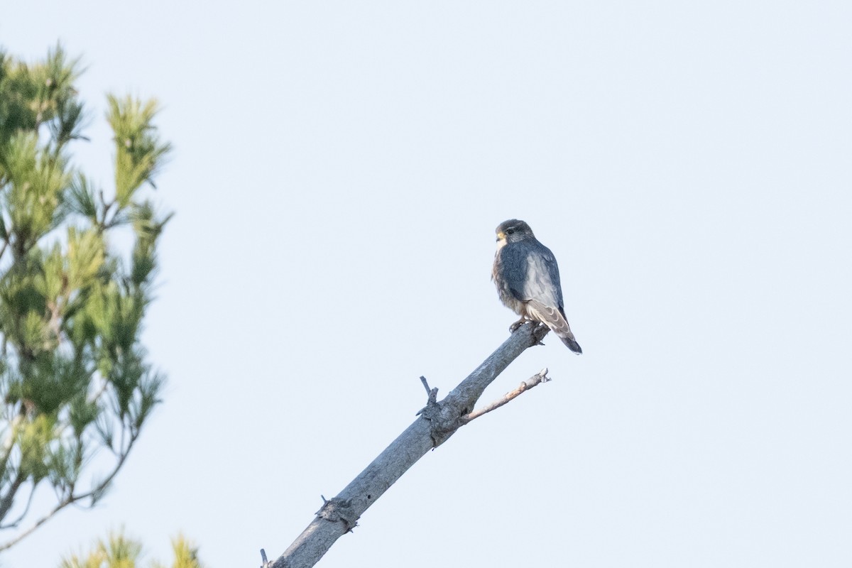 Хайргууна шонхор - ML645947963