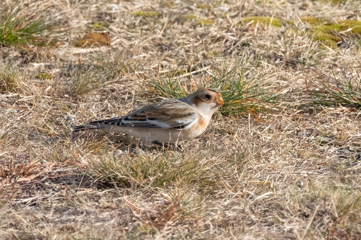 Цасч хөмрөг - ML645947965