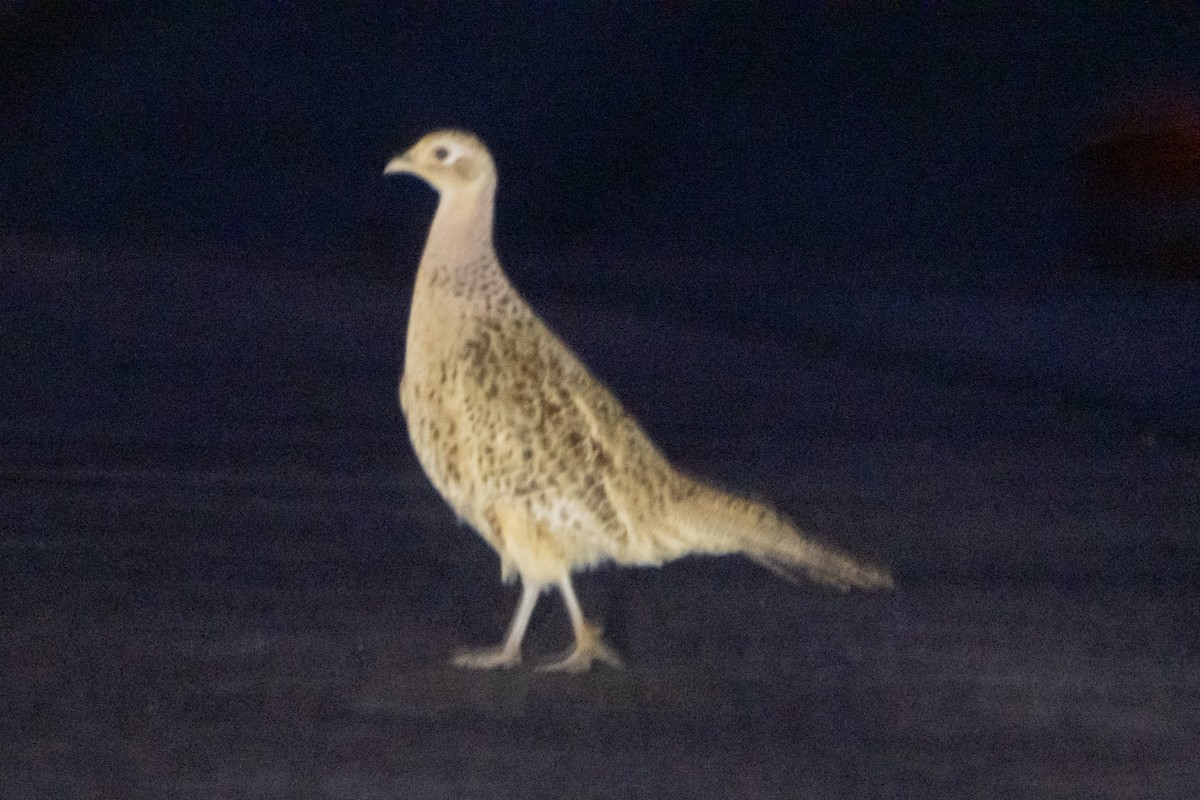 Зэрлэг гургуул - ML645947988