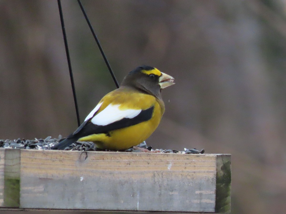 Evening Grosbeak - ML645947993
