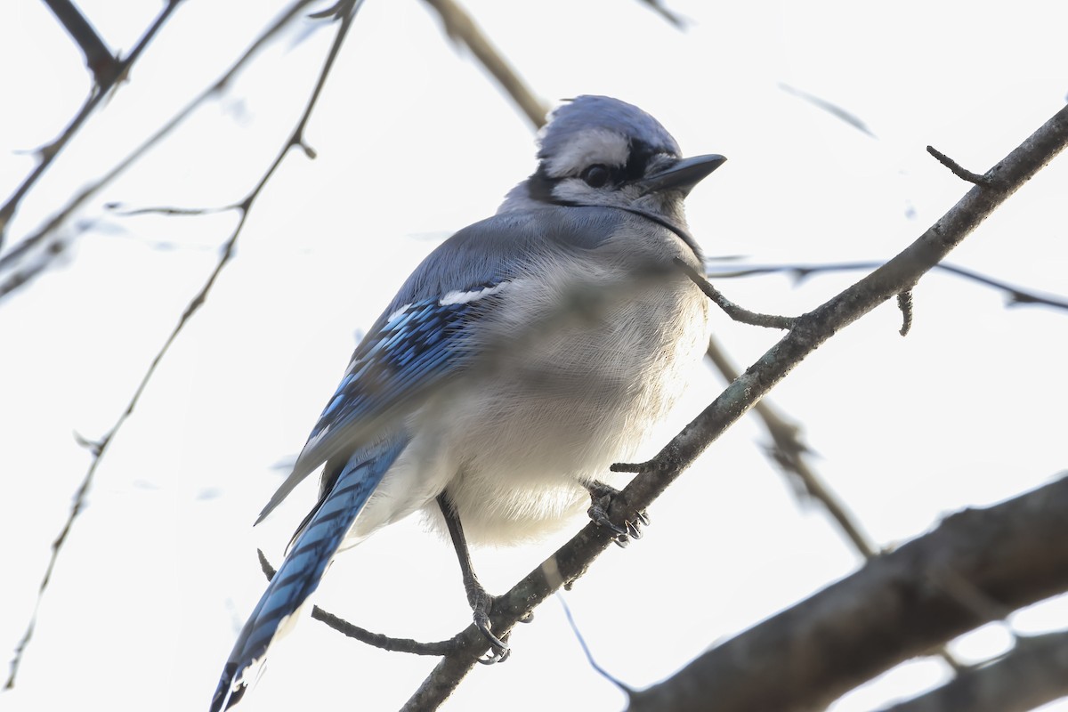 Blue Jay - ML645947999