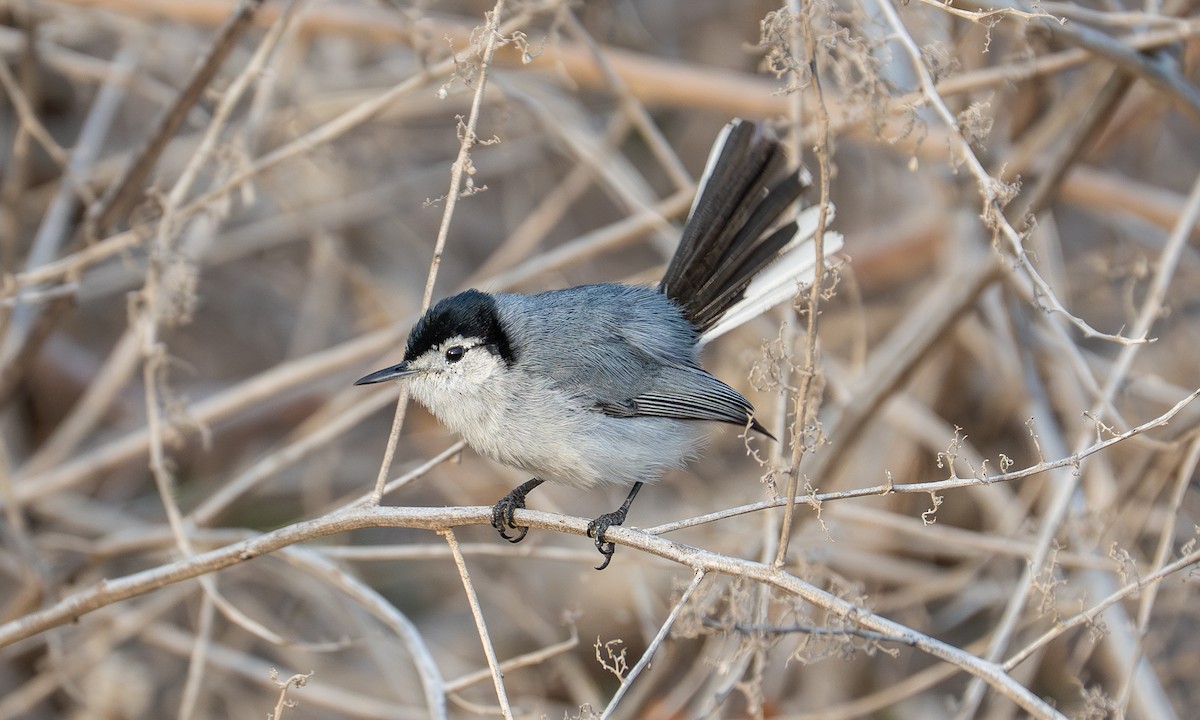 White-browed Gnatcatcher - ML645948000