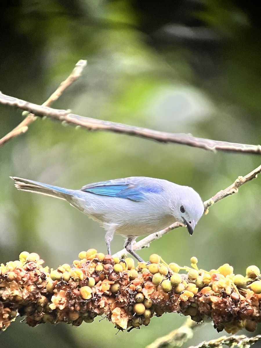 Blue-gray Tanager - ML645948010