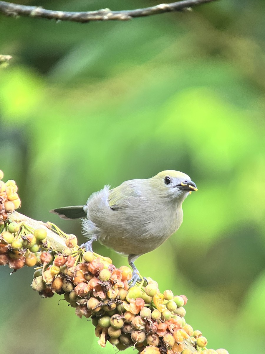 palmetanagar - ML645948014