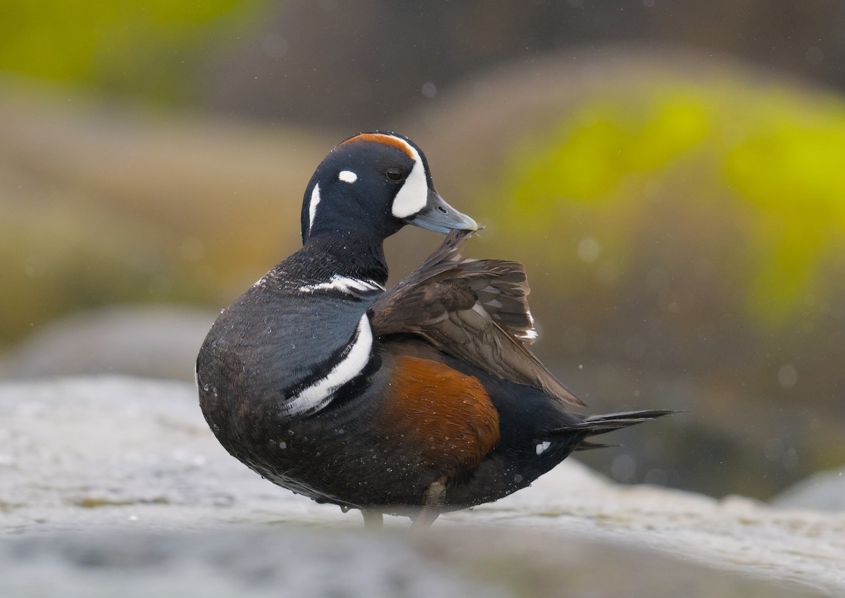 Ahate arlekina - ML645948018